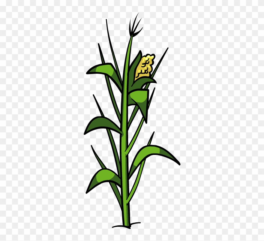 Detail Corn Plant Png Nomer 10