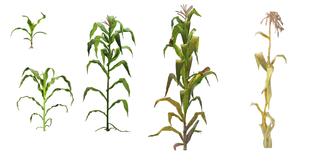 Detail Corn Plant Png Nomer 11