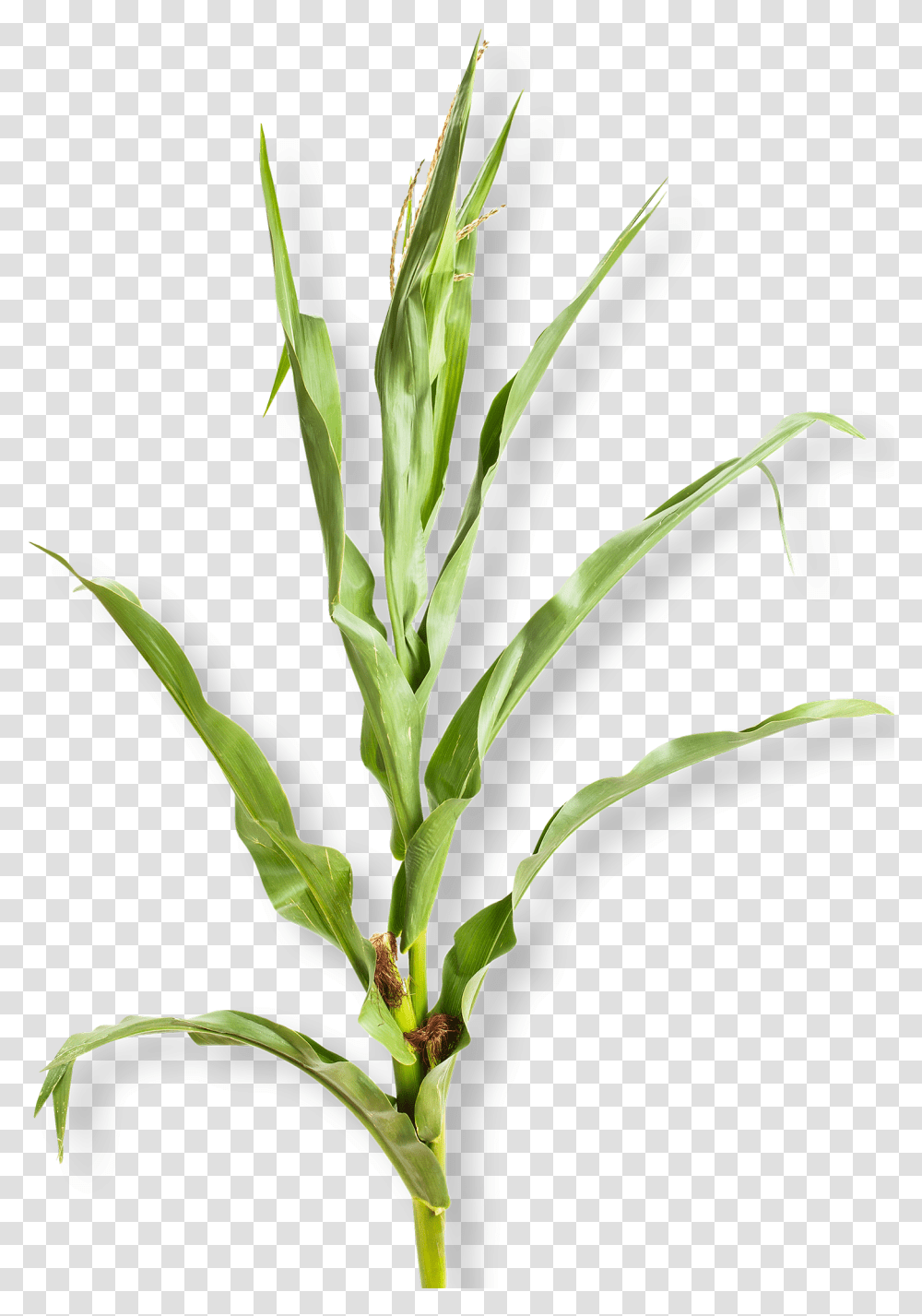 Detail Corn Plant Png Nomer 12