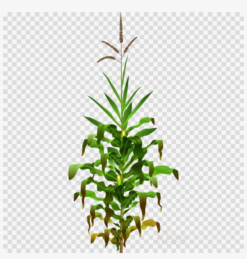 Detail Corn Plant Png Nomer 13