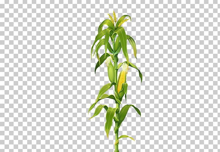 Detail Corn Plant Png Nomer 15
