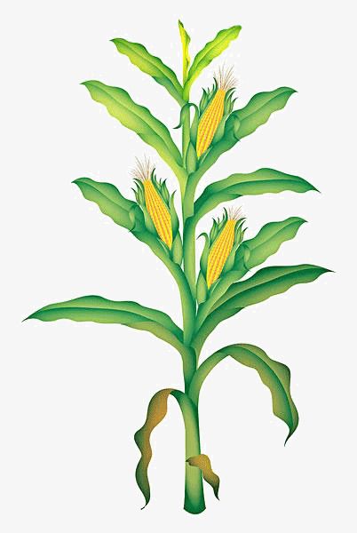 Detail Corn Plant Png Nomer 17
