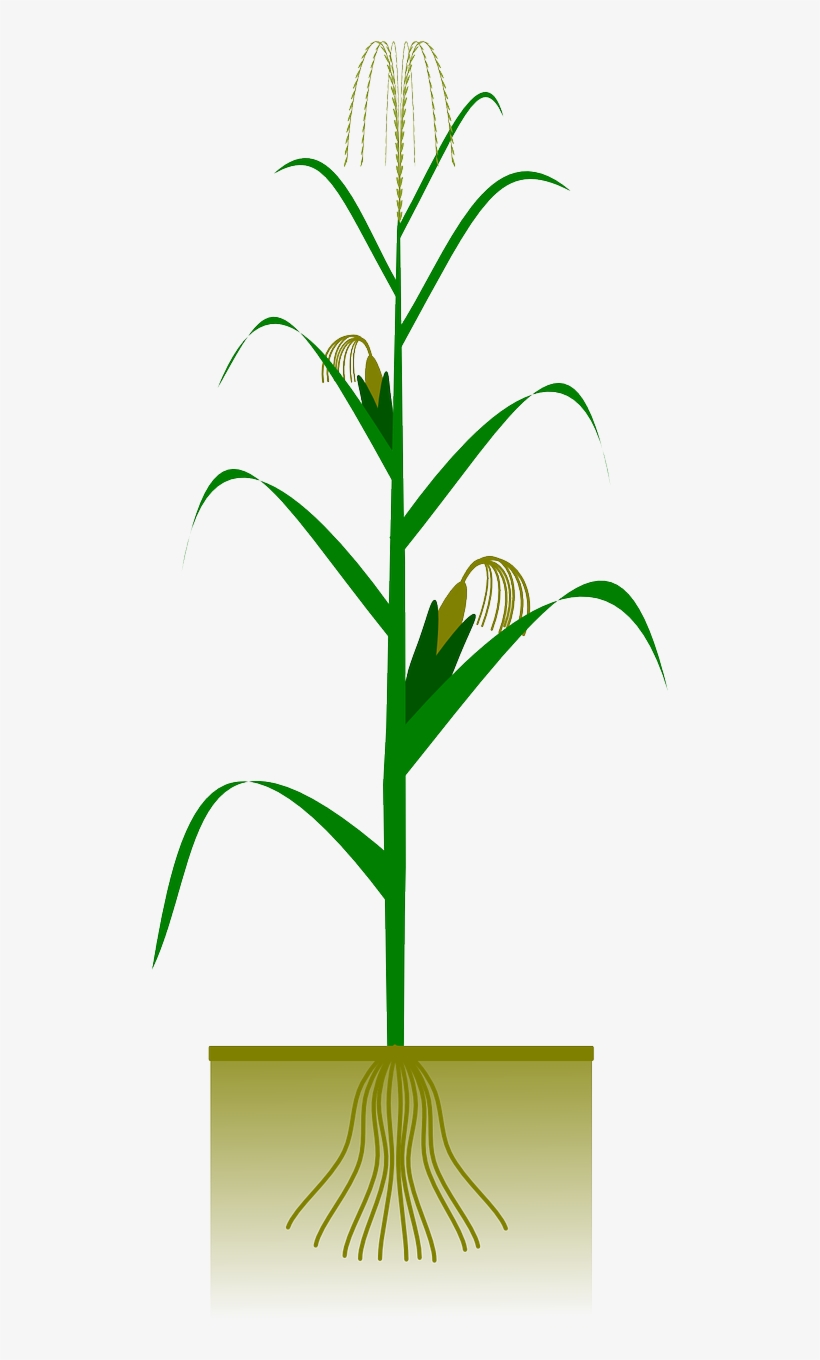 Detail Corn Plant Png Nomer 18