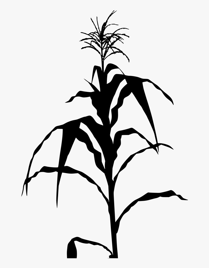 Detail Corn Plant Png Nomer 21