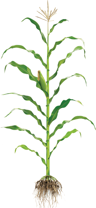 Detail Corn Plant Png Nomer 22