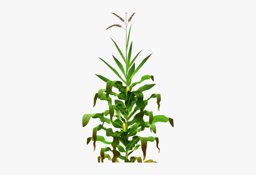 Detail Corn Plant Png Nomer 24