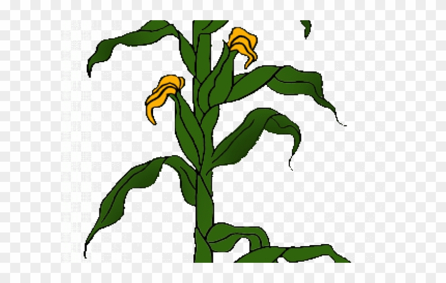 Detail Corn Plant Png Nomer 27