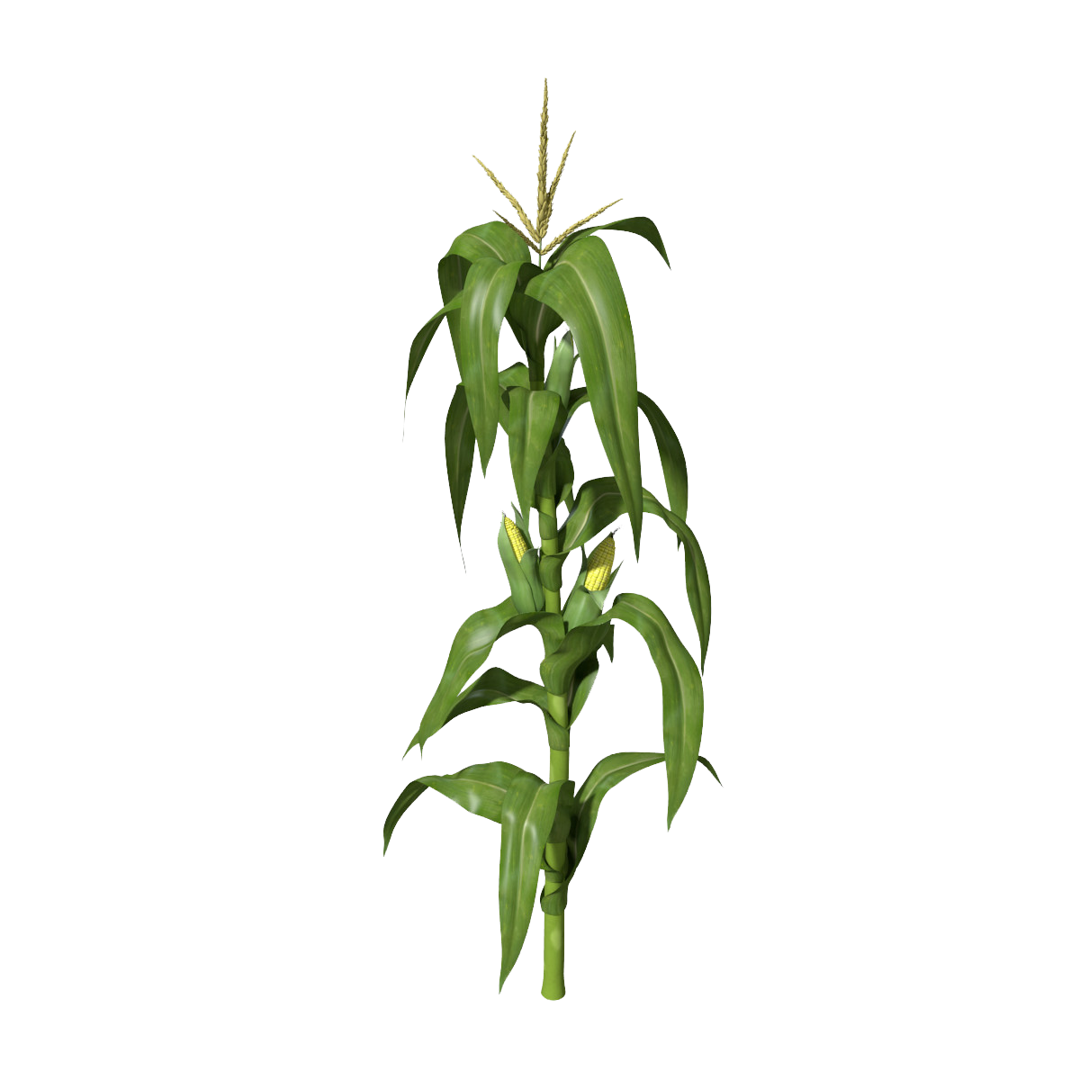 Detail Corn Plant Png Nomer 4