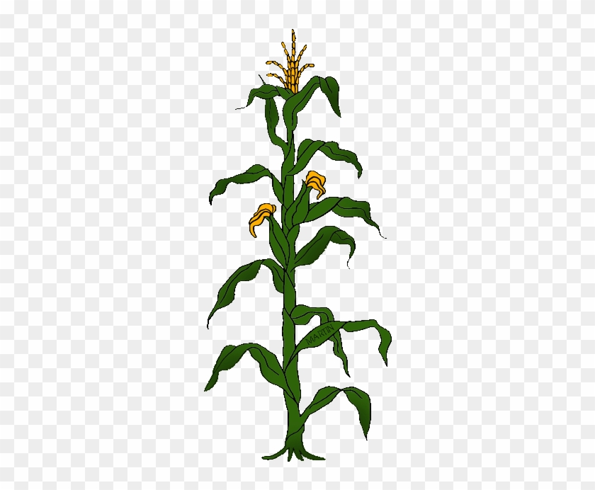 Detail Corn Plant Png Nomer 28
