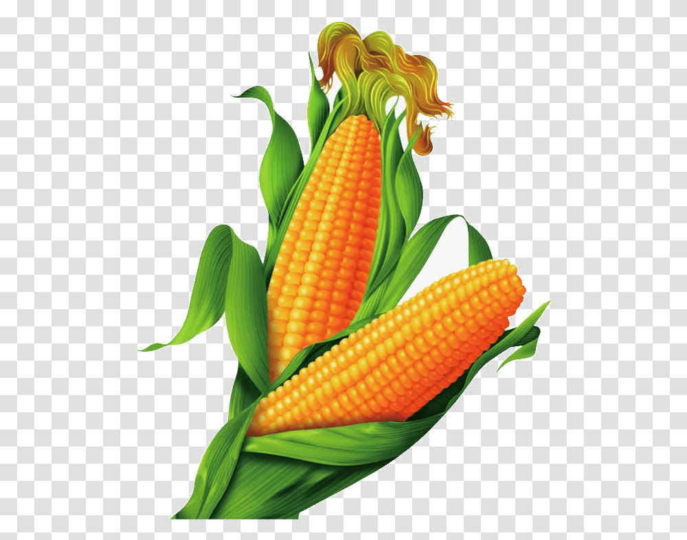 Detail Corn Plant Png Nomer 31