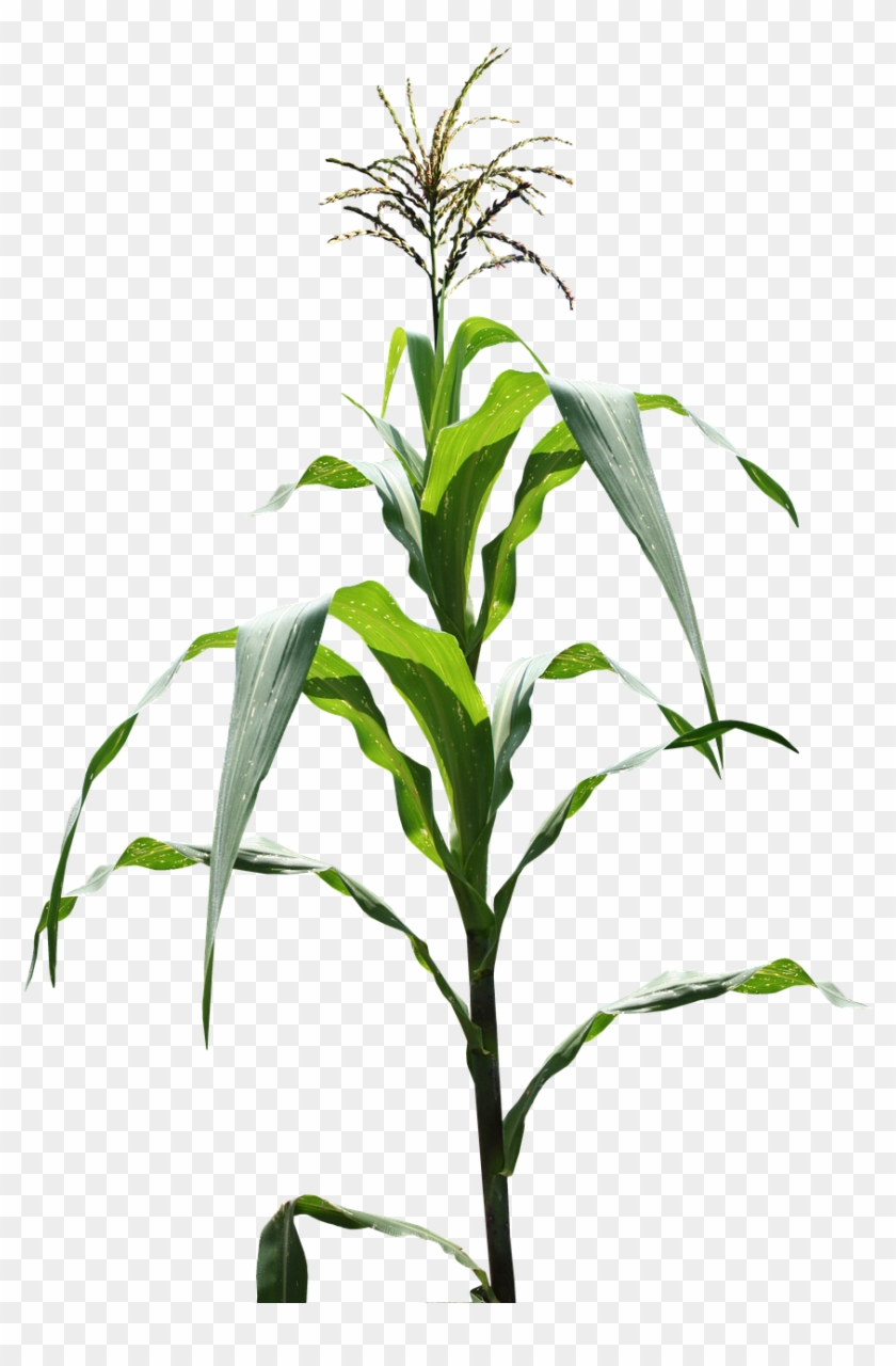 Detail Corn Plant Png Nomer 5