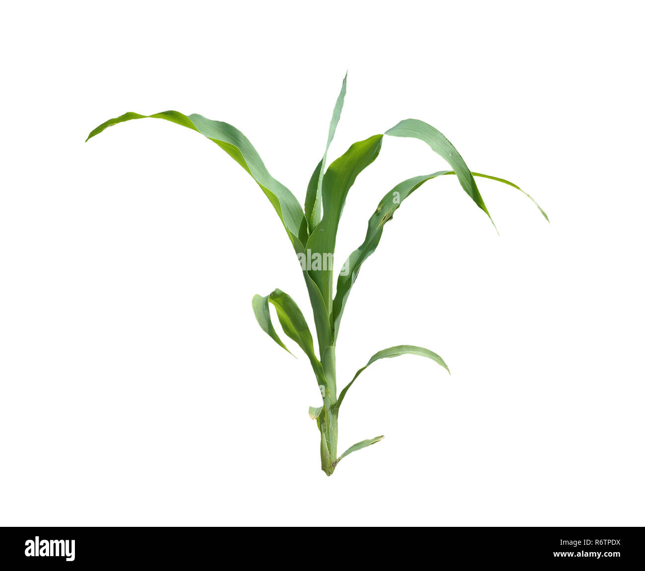 Detail Corn Plant Png Nomer 42