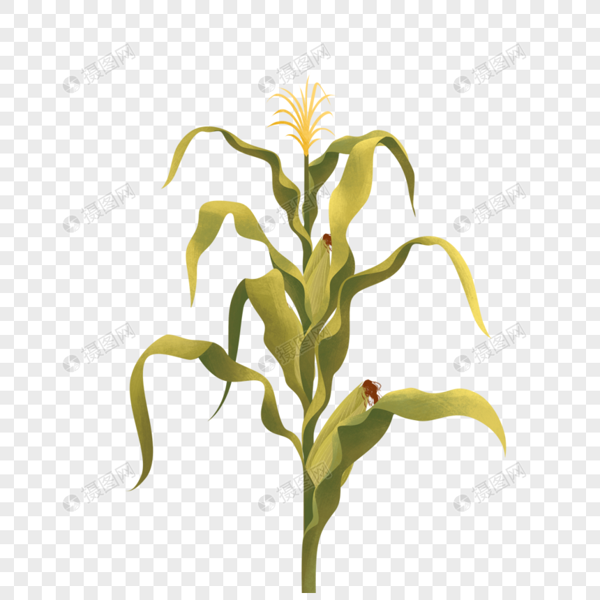 Detail Corn Plant Png Nomer 43