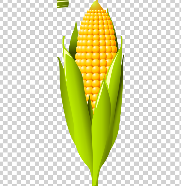 Detail Corn Plant Png Nomer 44