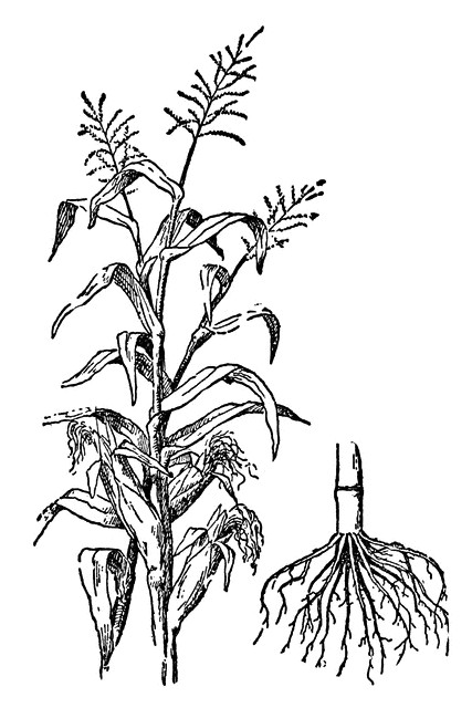 Detail Corn Plant Png Nomer 46
