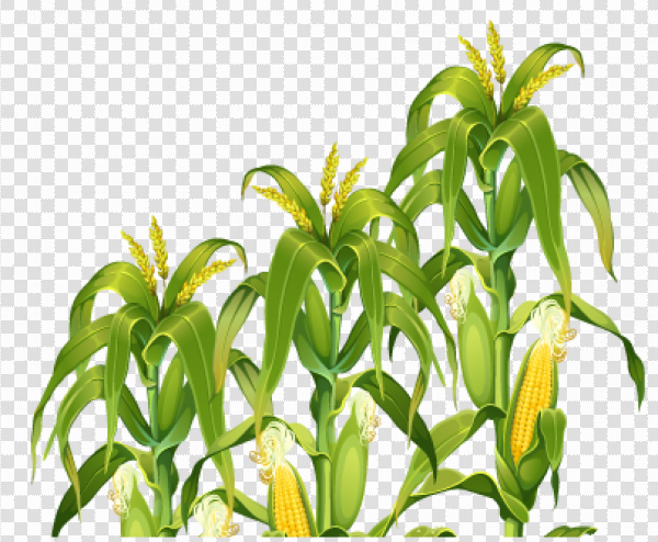 Detail Corn Plant Png Nomer 6