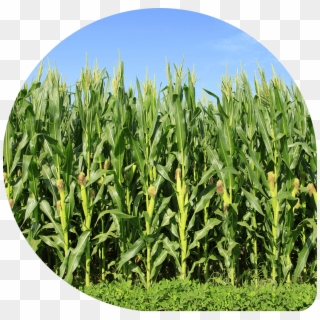 Detail Corn Plant Png Nomer 47