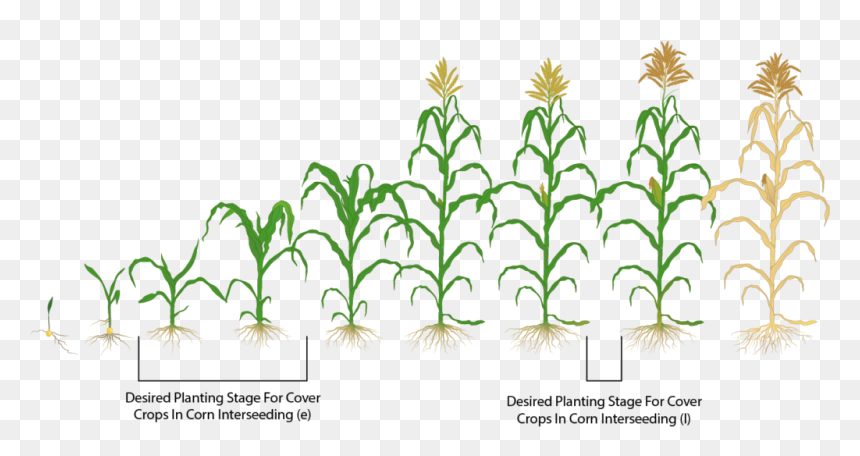 Detail Corn Plant Png Nomer 48