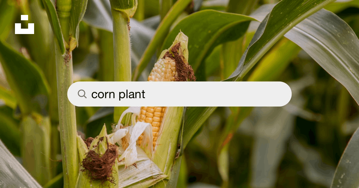 Download Corn Plant Png Nomer 54