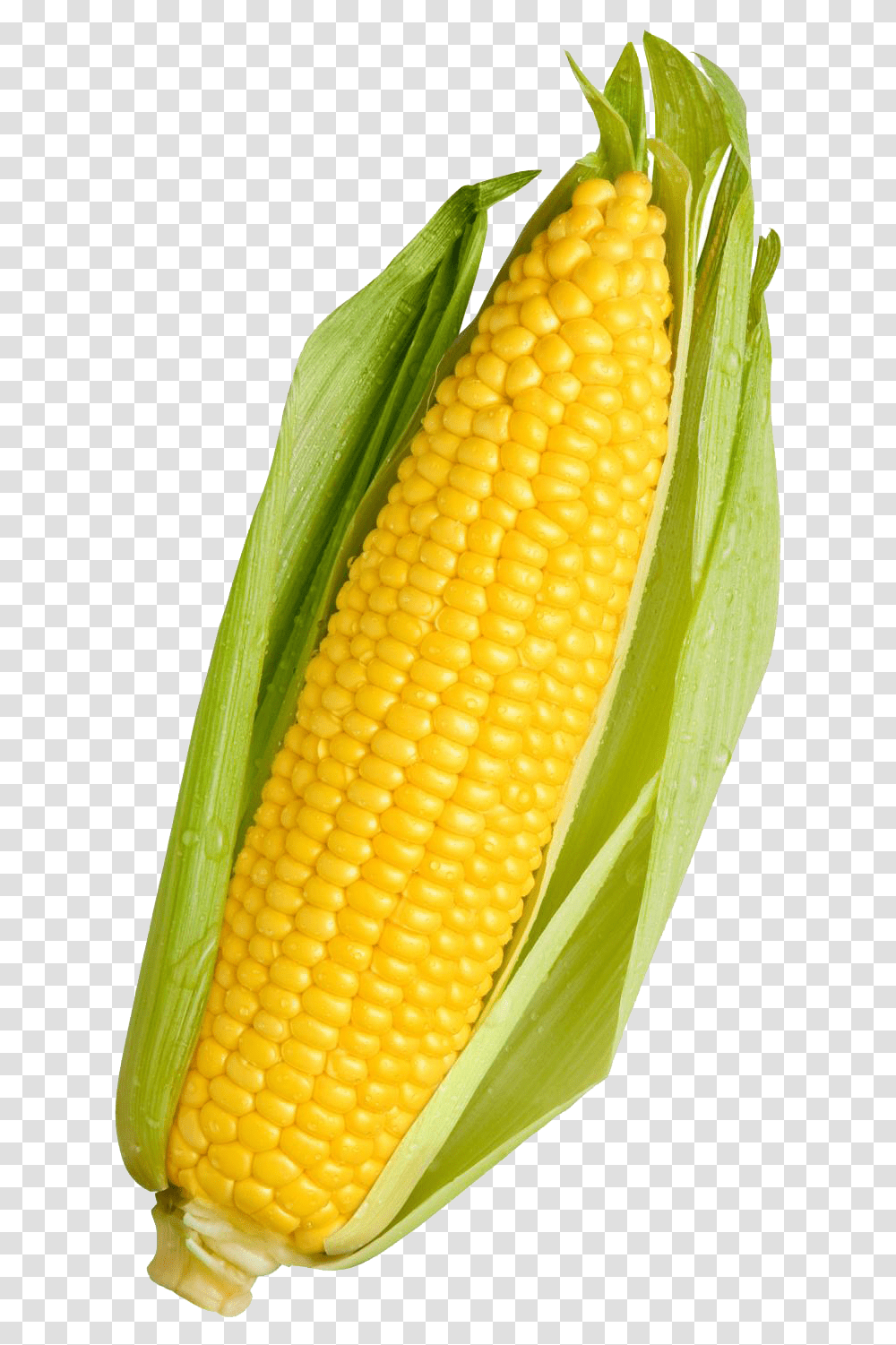 Detail Corn Plant Png Nomer 55