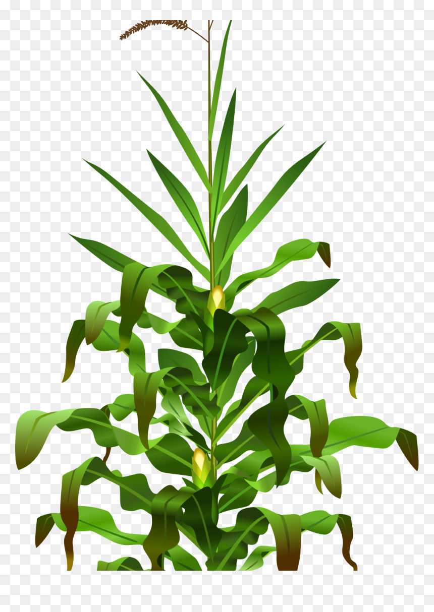 Detail Corn Plant Png Nomer 7