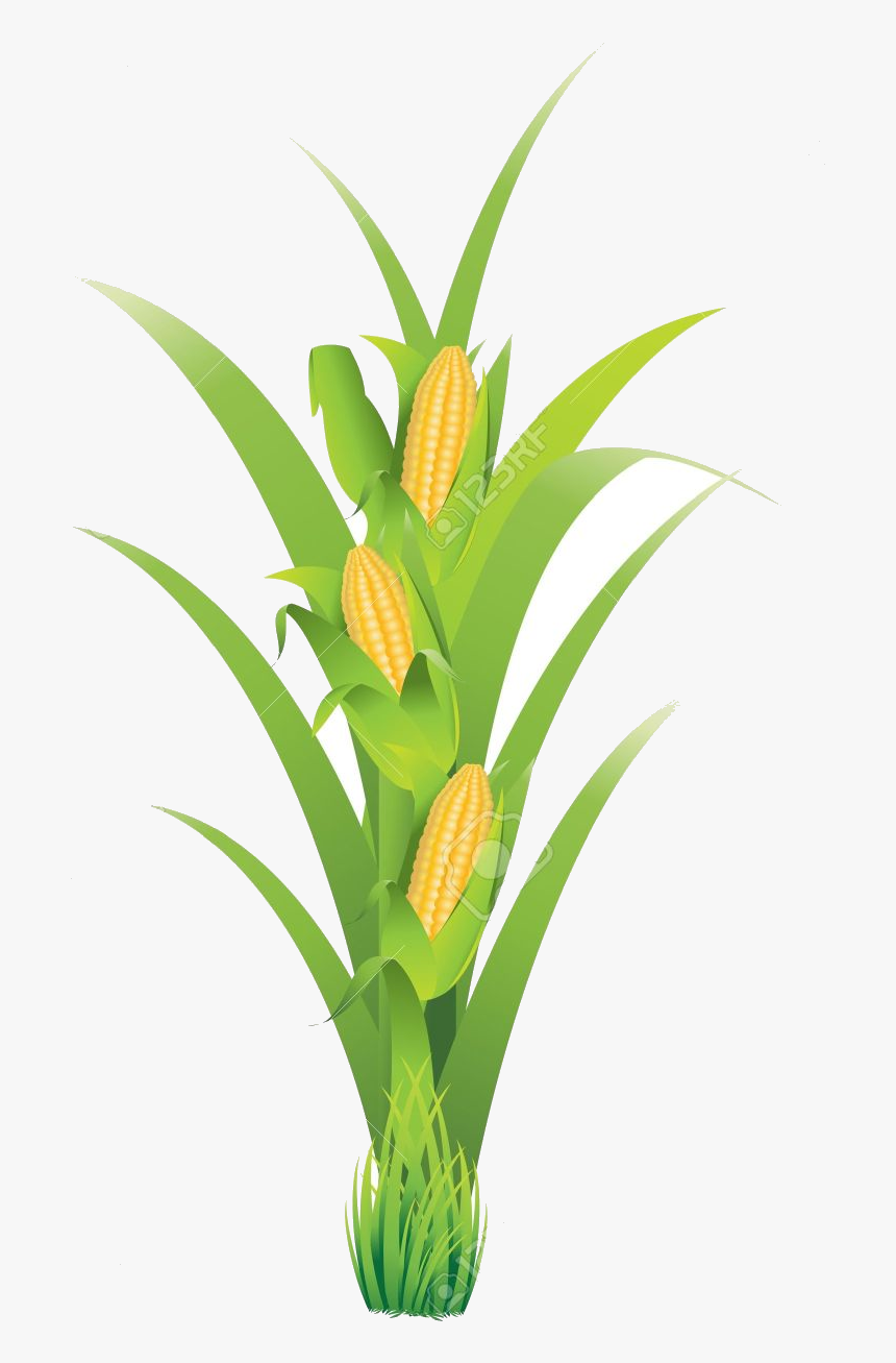 Detail Corn Plant Png Nomer 8