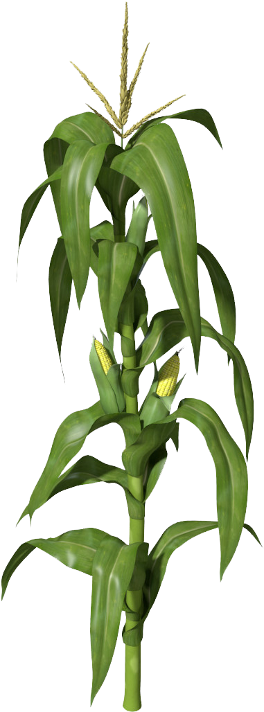 Detail Corn Plant Png Nomer 9