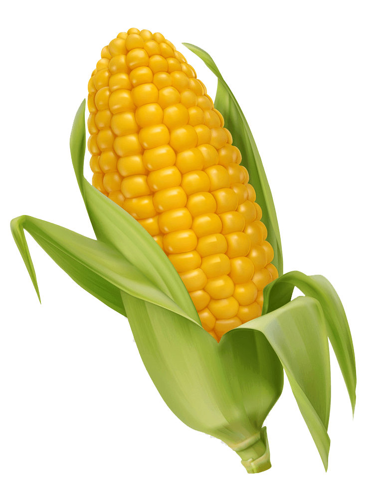 Detail Corn Transparent Nomer 10