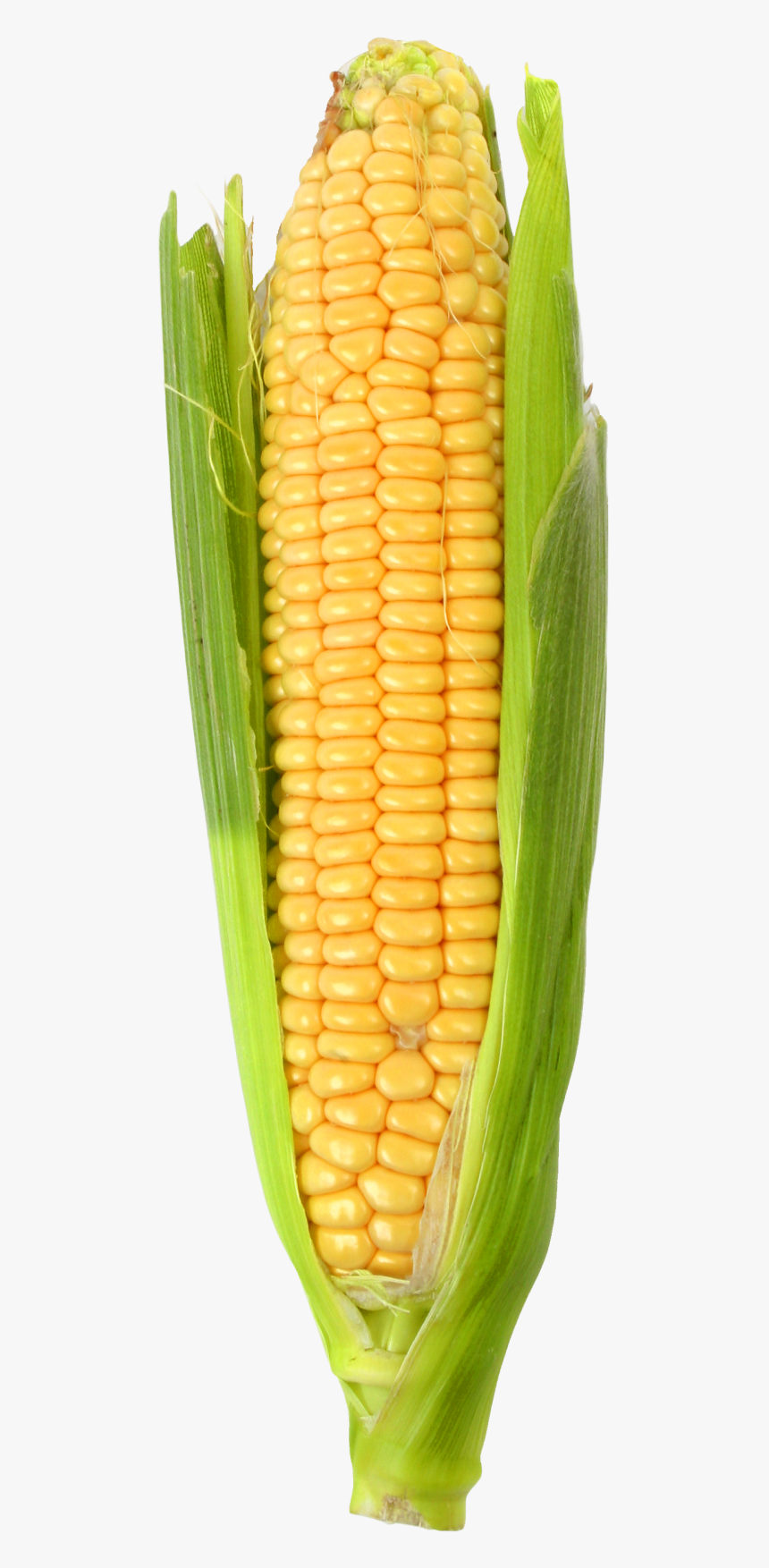 Detail Corn Transparent Nomer 11