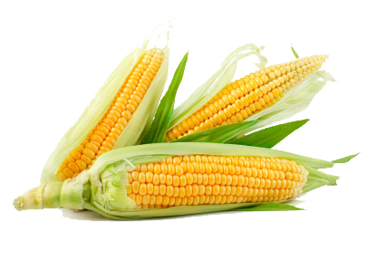 Detail Corn Transparent Nomer 26