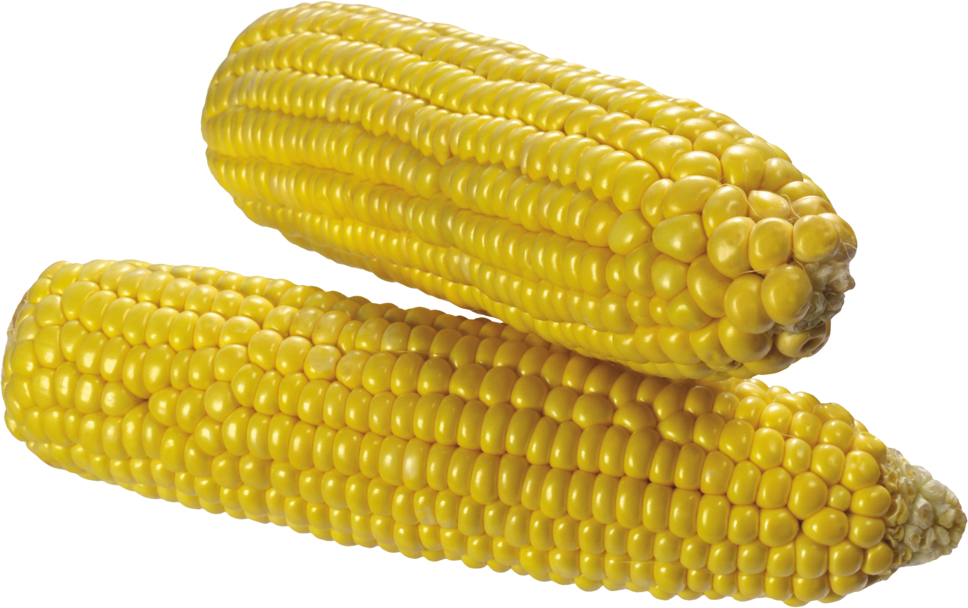 Detail Corn Transparent Nomer 30