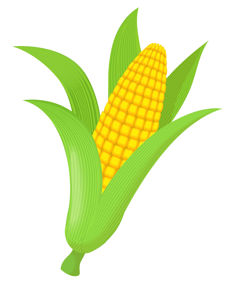 Detail Corn Transparent Nomer 37