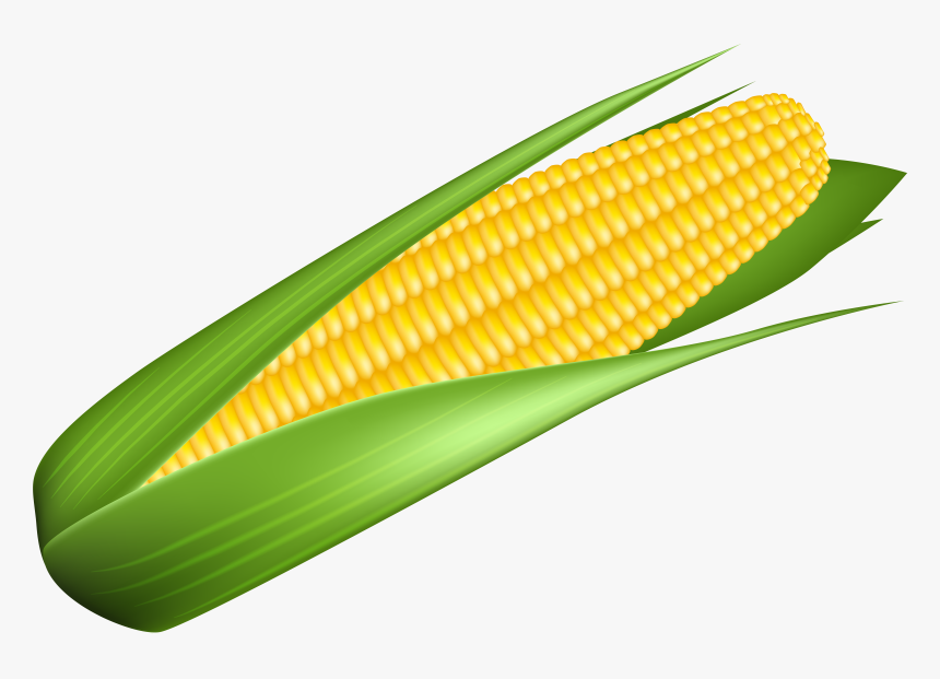 Corn Transparent Background - KibrisPDR