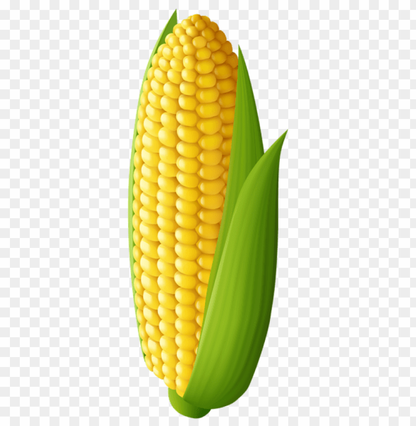 Detail Corn Transparent Background Nomer 2
