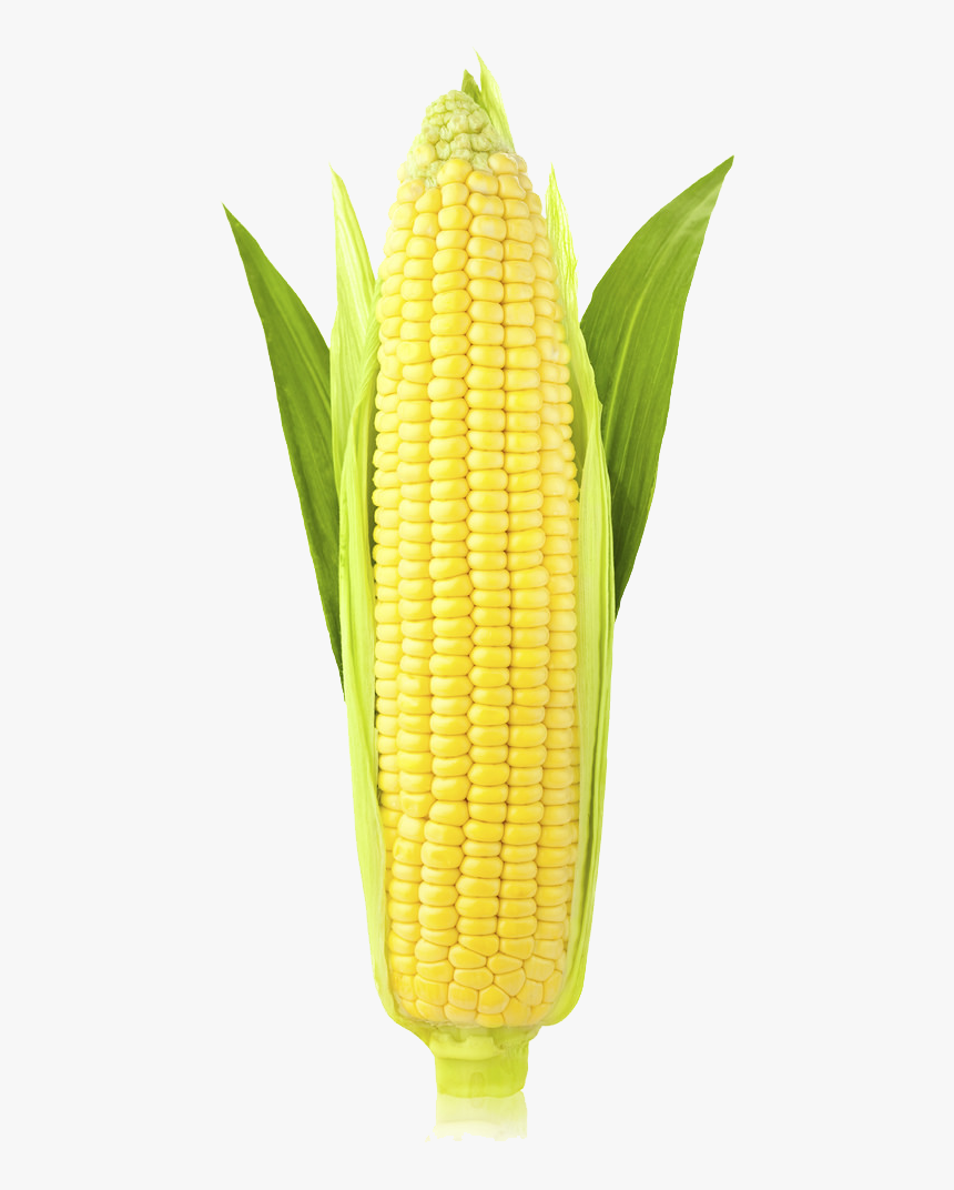 Detail Corn Transparent Background Nomer 23