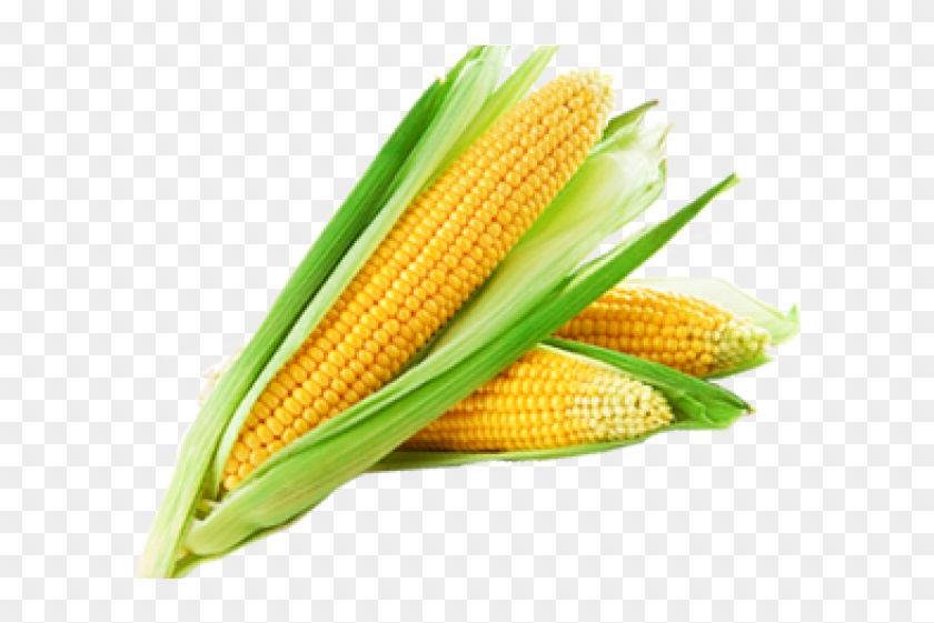 Detail Corn Transparent Background Nomer 25