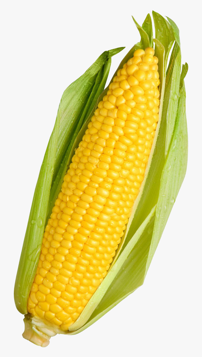 Detail Corn Transparent Background Nomer 3