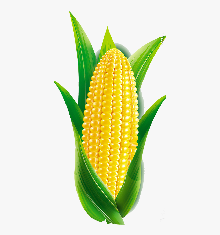 Detail Corn Transparent Background Nomer 40