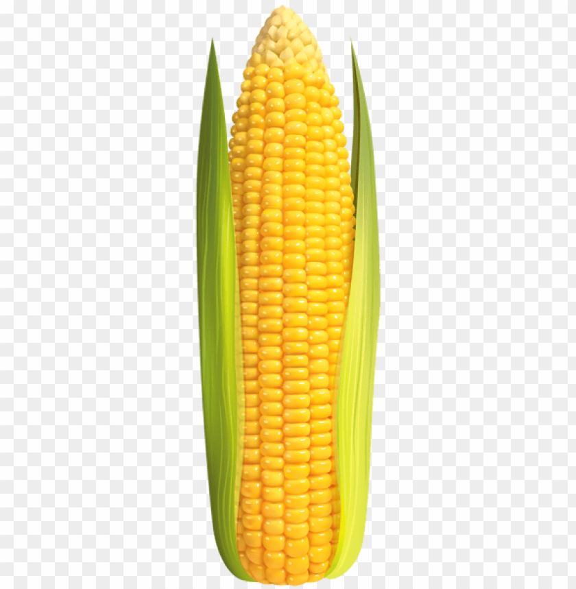 Detail Corn Transparent Background Nomer 49
