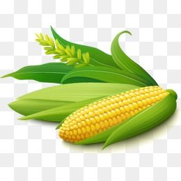 Detail Corn Vector Png Nomer 18