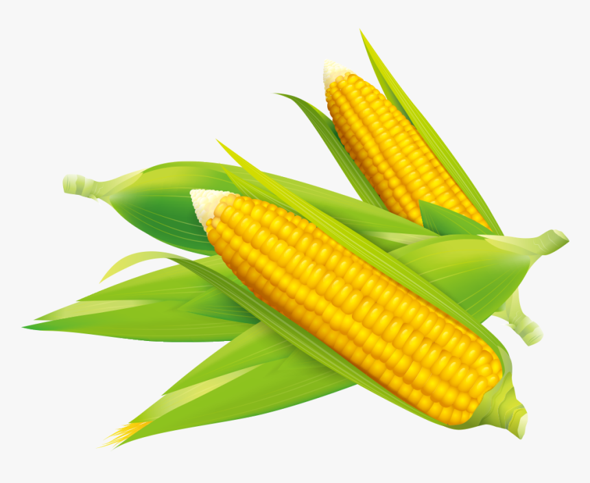 Detail Corn Vector Png Nomer 3