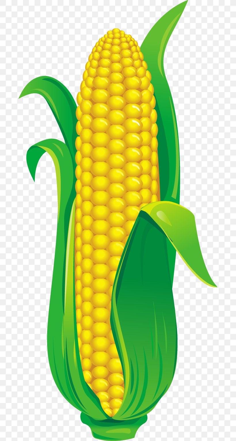 Detail Corn Vector Png Nomer 21