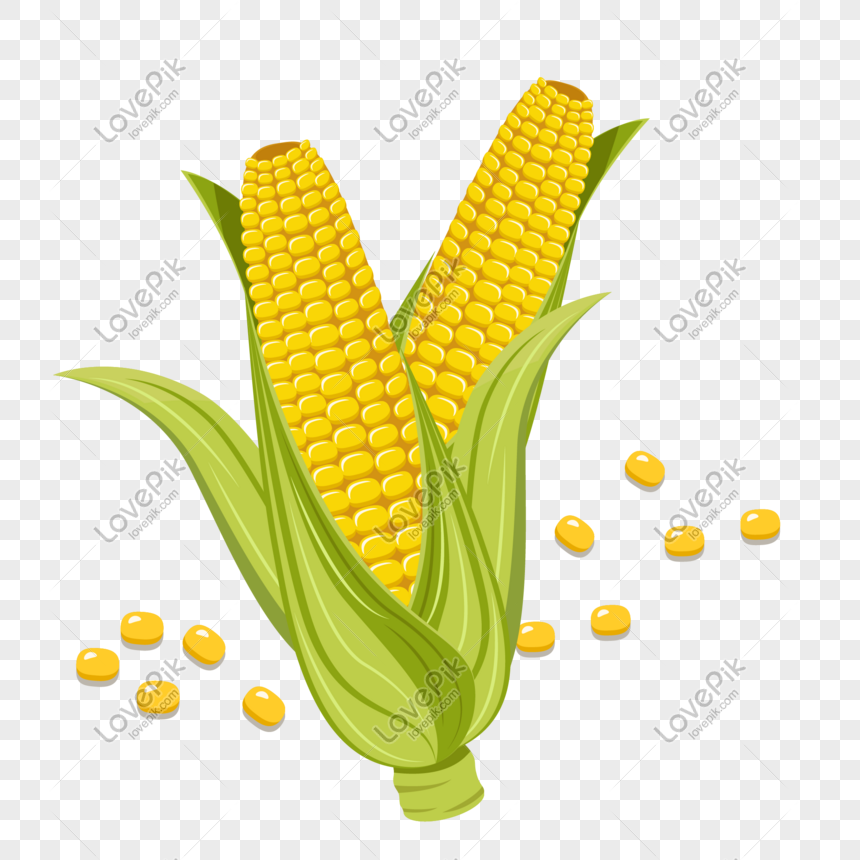 Detail Corn Vector Png Nomer 24