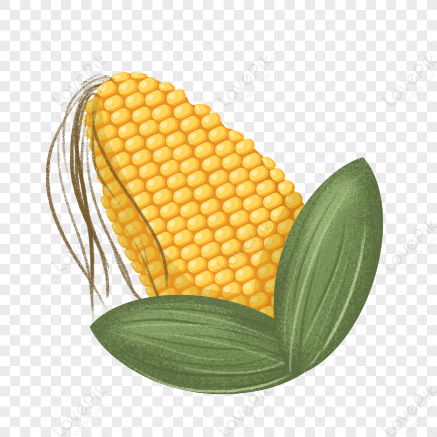 Detail Corn Vector Png Nomer 25