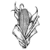 Detail Corn Vector Png Nomer 29