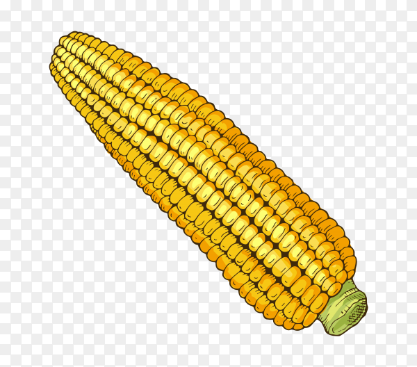 Detail Corn Vector Png Nomer 4