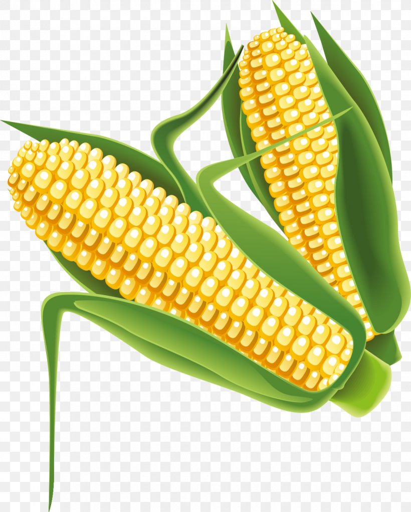 Detail Corn Vector Png Nomer 33