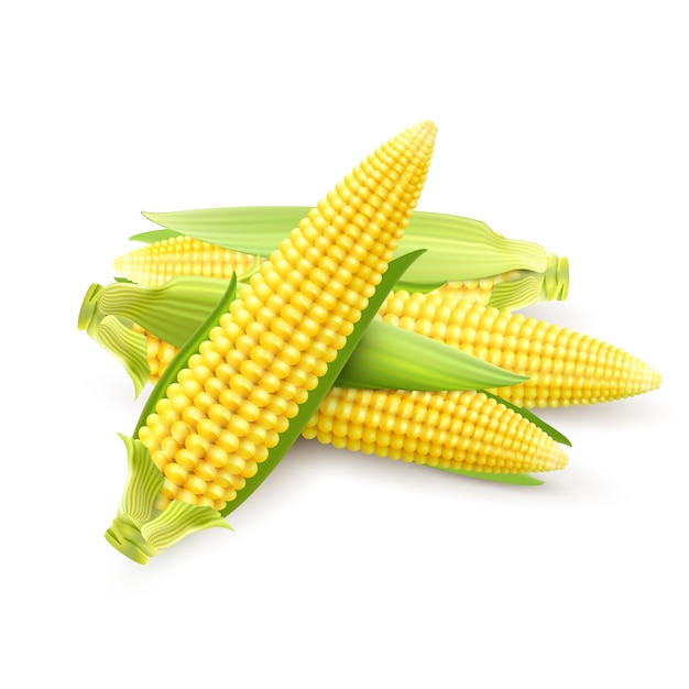 Detail Corn Vector Png Nomer 39