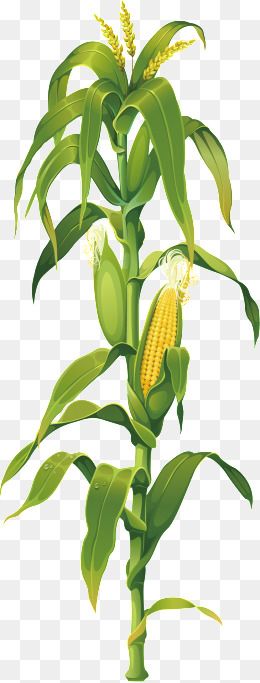 Detail Corn Vector Png Nomer 48