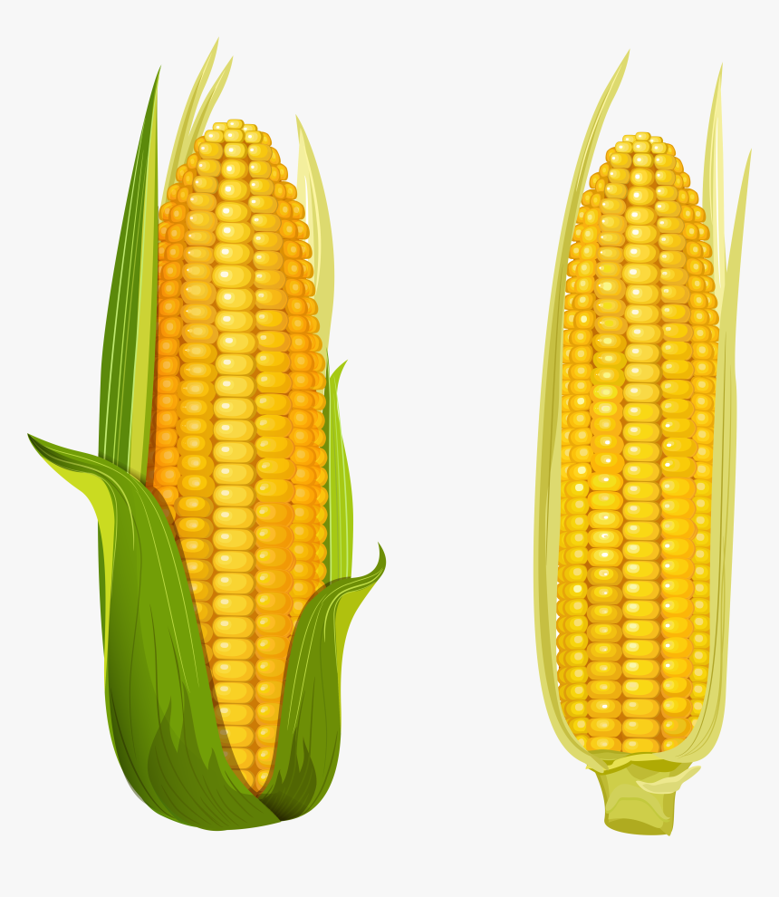 Detail Corn Vector Png Nomer 10